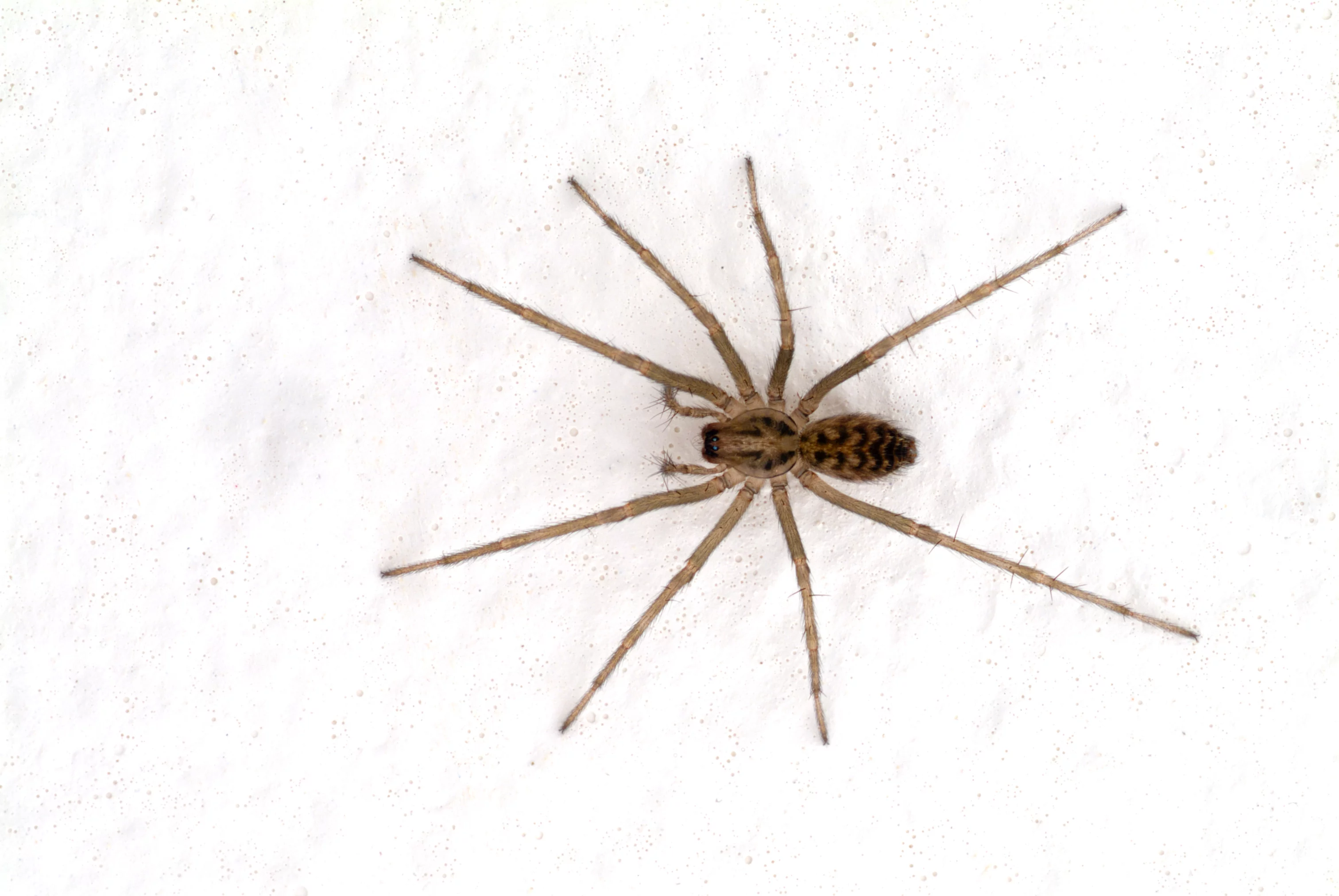 what-kind-of-spiders-can-you-find-in-orange-county-the-bugman